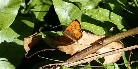 Image of Lycaena salustius (Fabricius 1793)