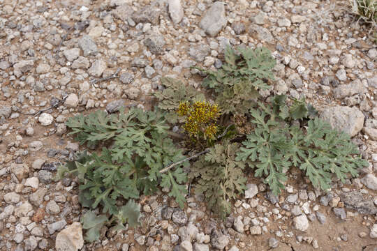 Image of plains springparsley