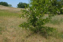 Image of black locust