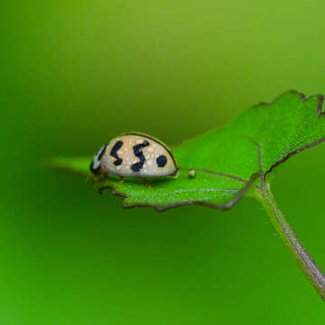 Sivun Cheilomenes sexmaculata (Fabricius 1781) kuva