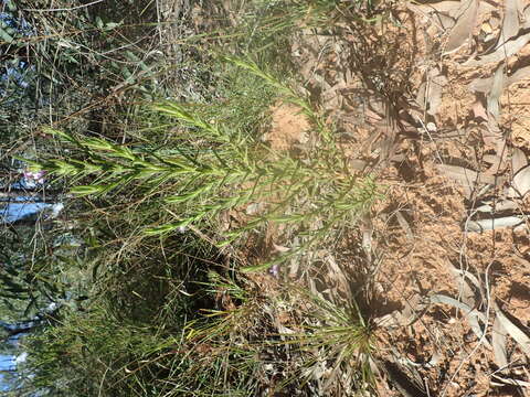 Image of Chloanthes parviflora Walp.