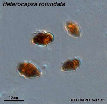 Image of Heterocapsa Stein 1883