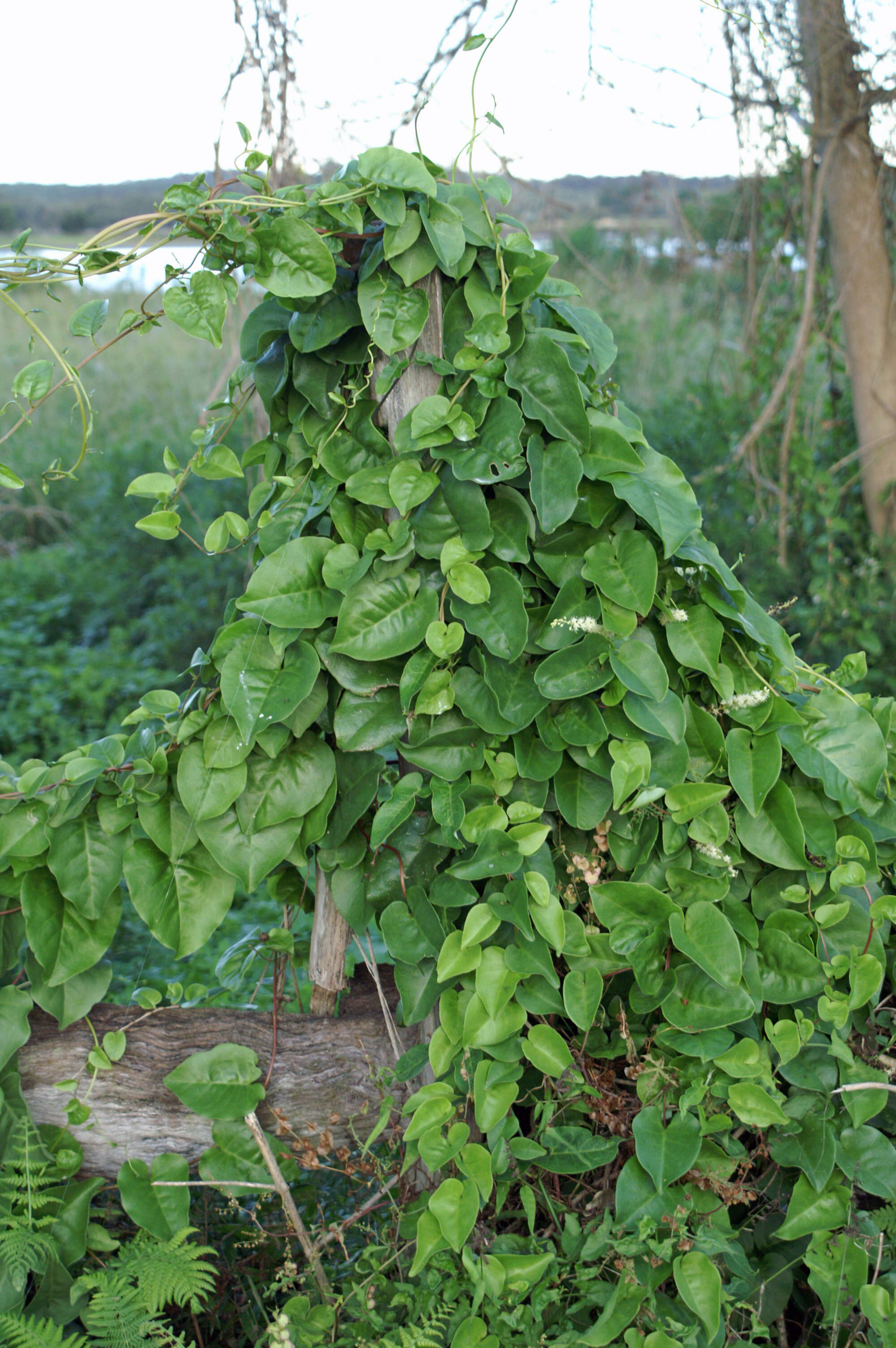 Image of heartleaf madeiravine