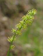 Image of Tofield's asphodel