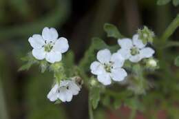 Imagem de Nemophila heterophylla Fisch. & C. A. Mey.