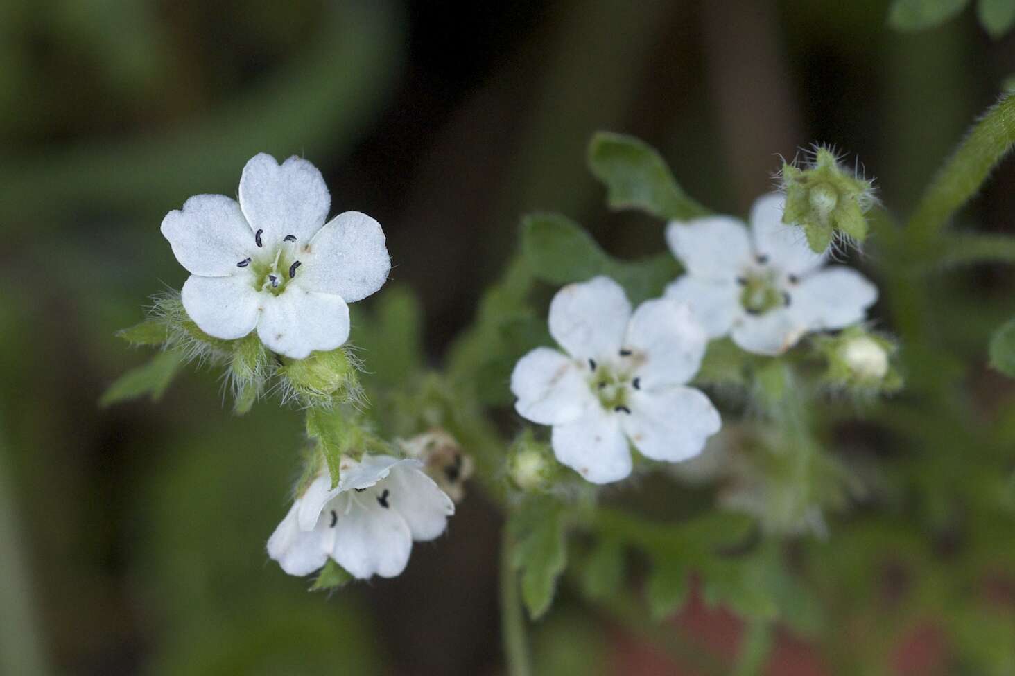 Nemophila heterophylla Fisch. & C. A. Mey.的圖片