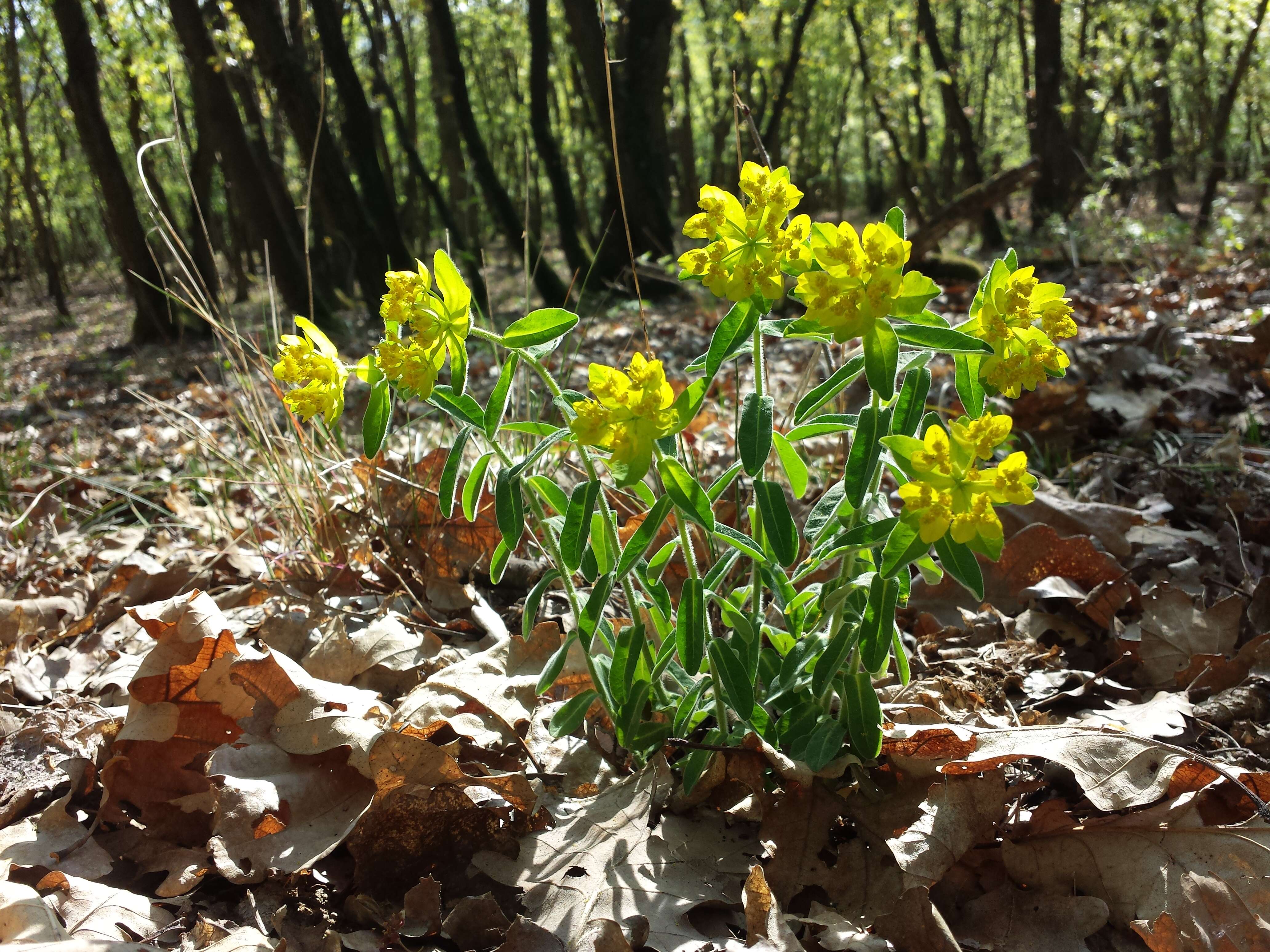 Image of cushion spurge