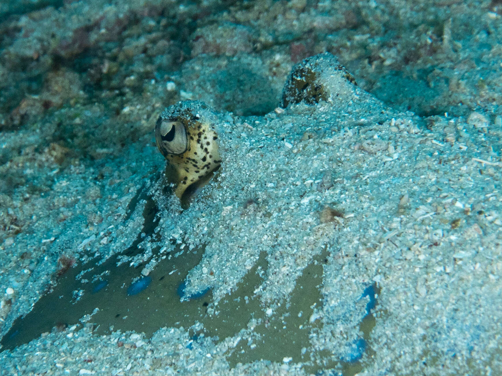 Image of Bluespotted Maskray