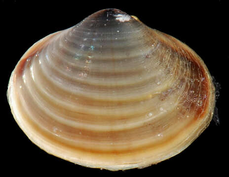 Image of Freshwater & brackish water clams