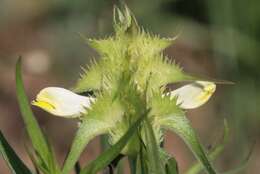 Image of Crested Cow-wheat