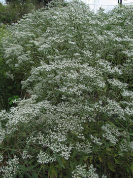 Image of tall thoroughwort