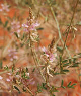 Sivun Indigofera hirsuta L. kuva