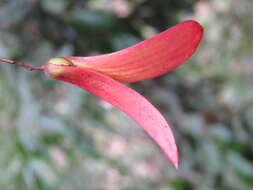 Image of Hopea ponga (Dennst.) D. J. Mabberley