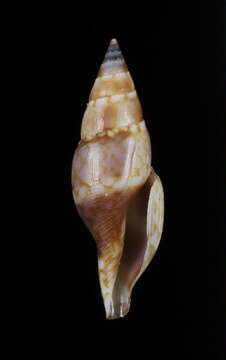 Image of Daphnella mitrellaformis (Nomura 1940)