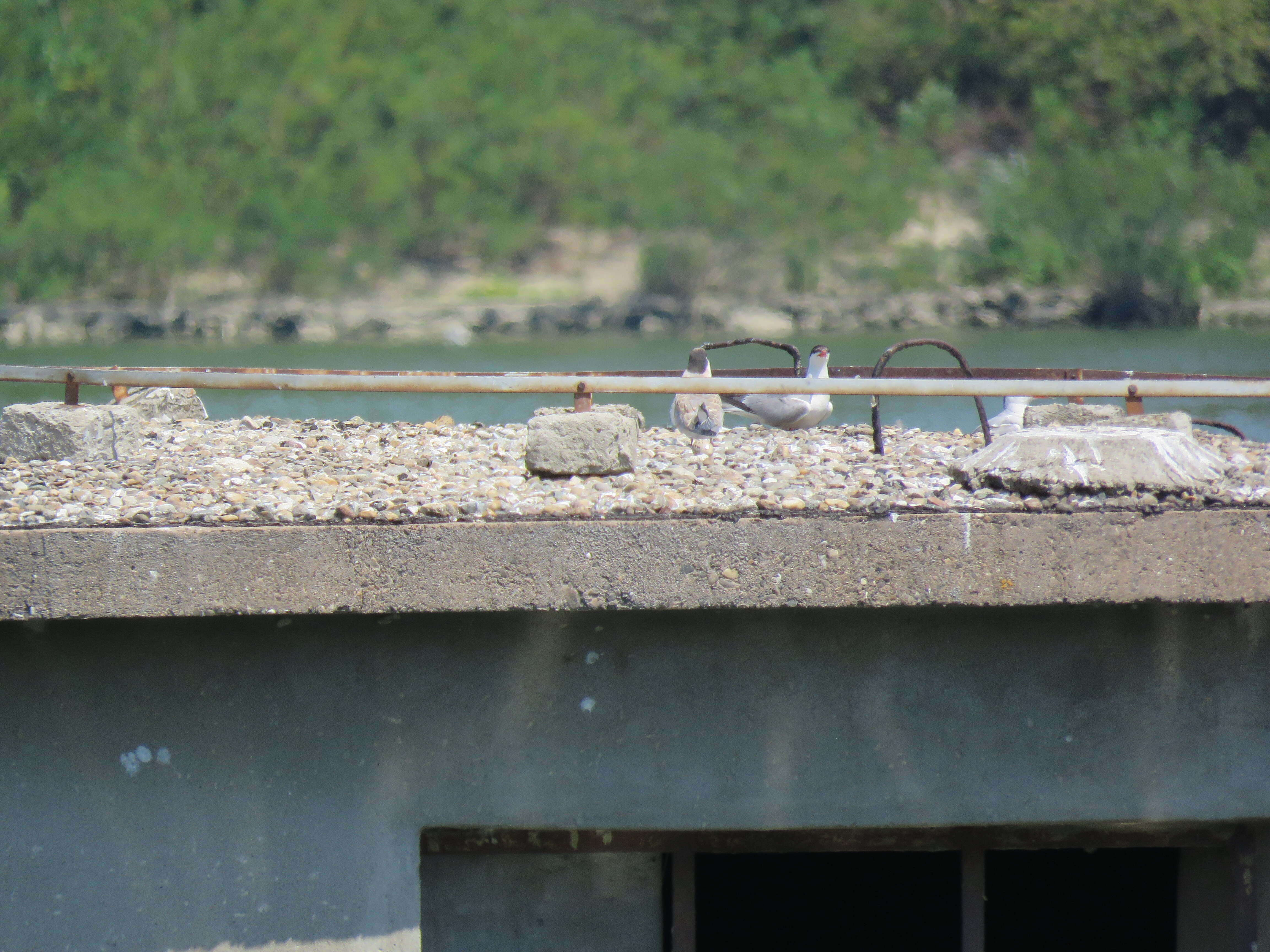 Image of Common Tern