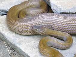 Image of Brown House Snake