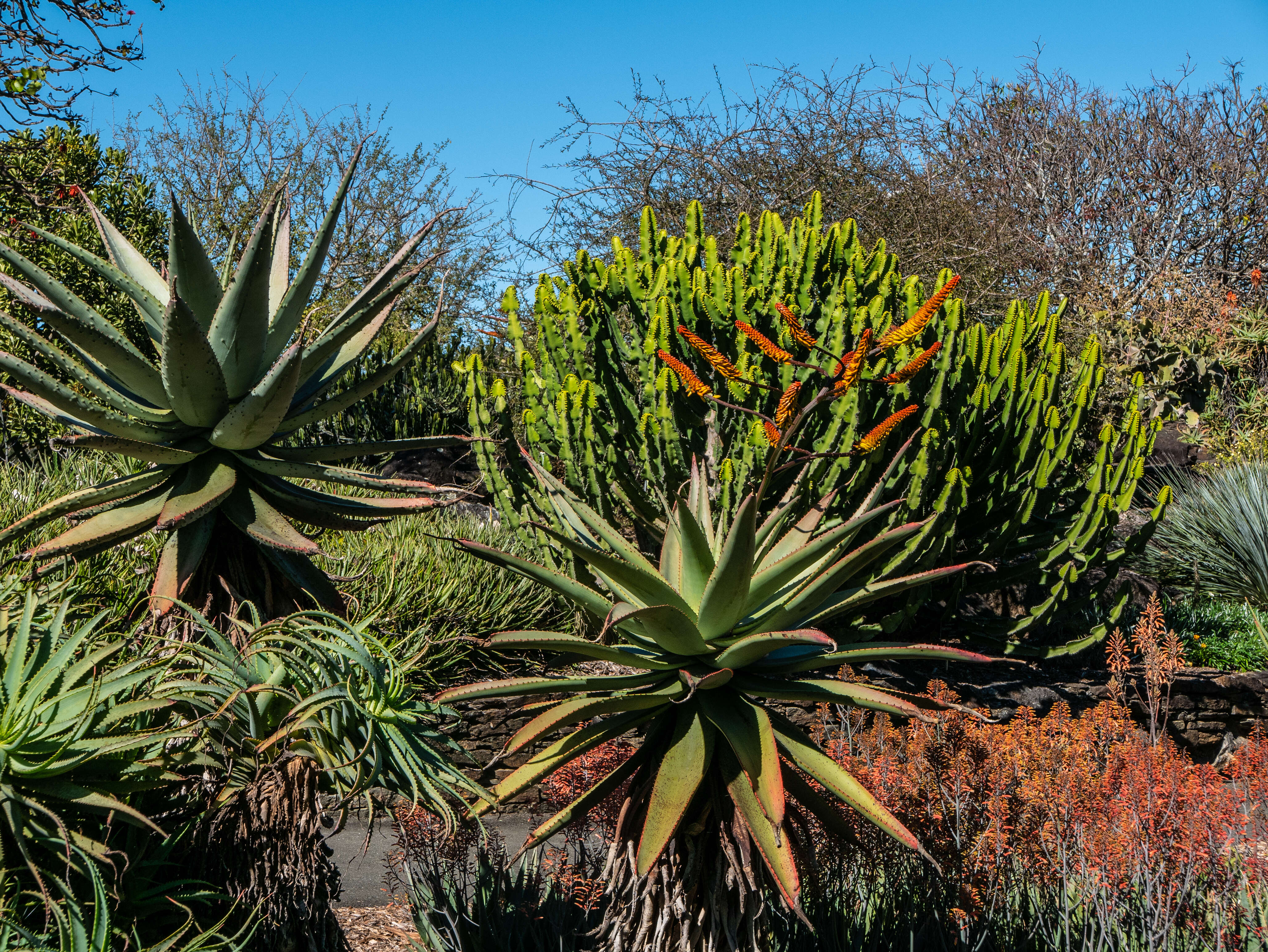 Image of Mountain aloe