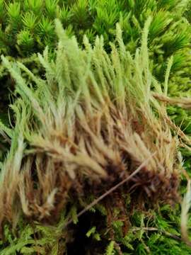 Image of aulacomnium moss