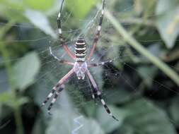 Image of Barbary Spider