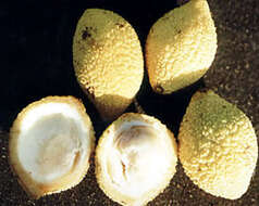 Image of Lemon Drop Mangosteen