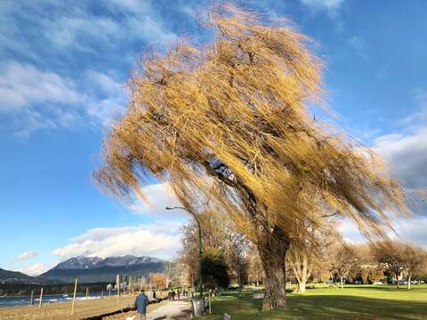 Image of Peking Willow