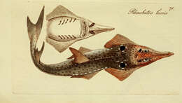 Image of Smoothnose Wedgefish