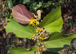 Image of Grewia tiliifolia Vahl