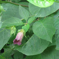 Plancia ëd Atropa belladonna L.