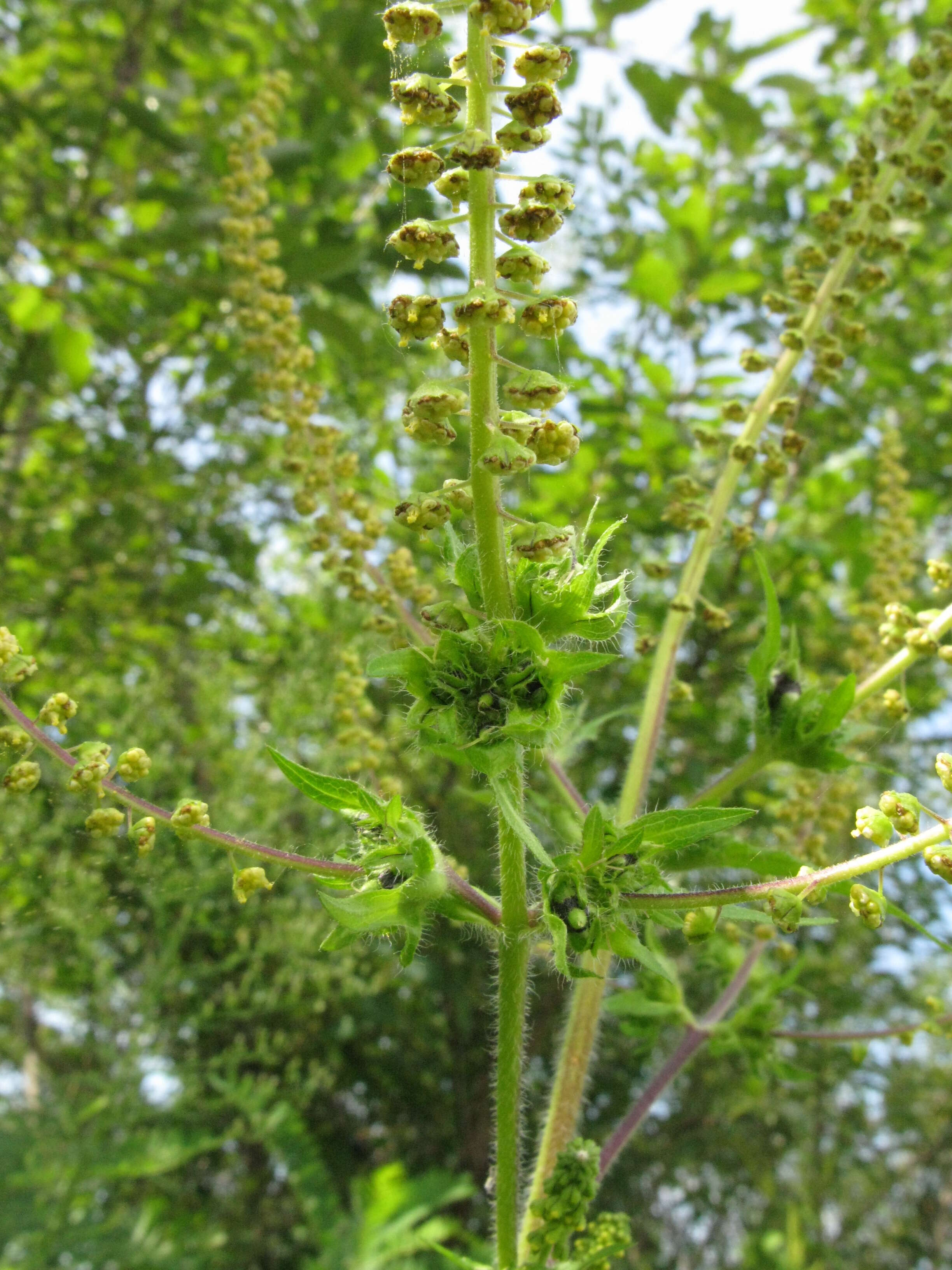 Image of great ragweed