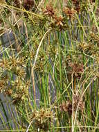 Image of Sticky Flatsedge