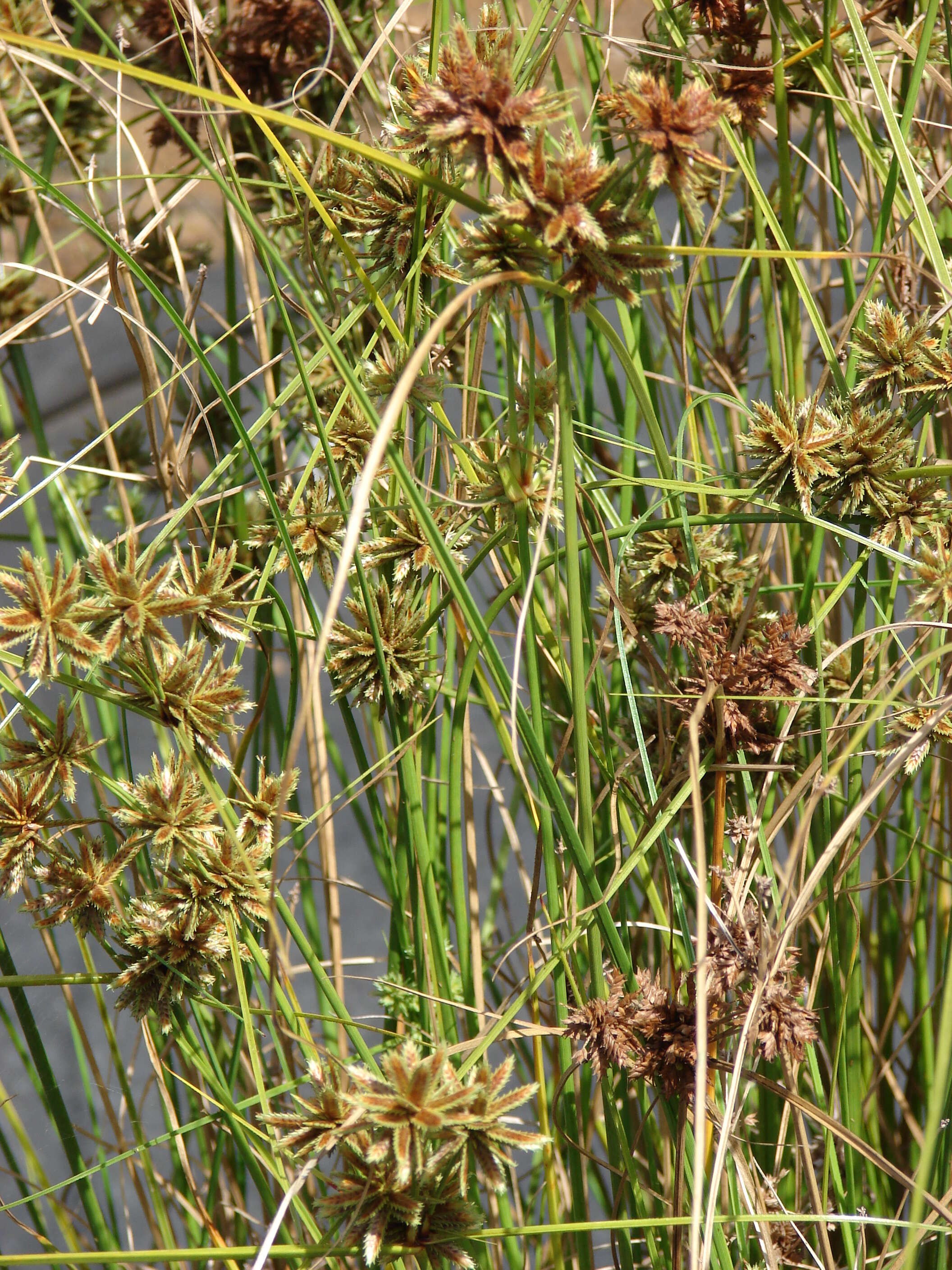 Слика од Cyperus trachysanthos Hook. & Arn.