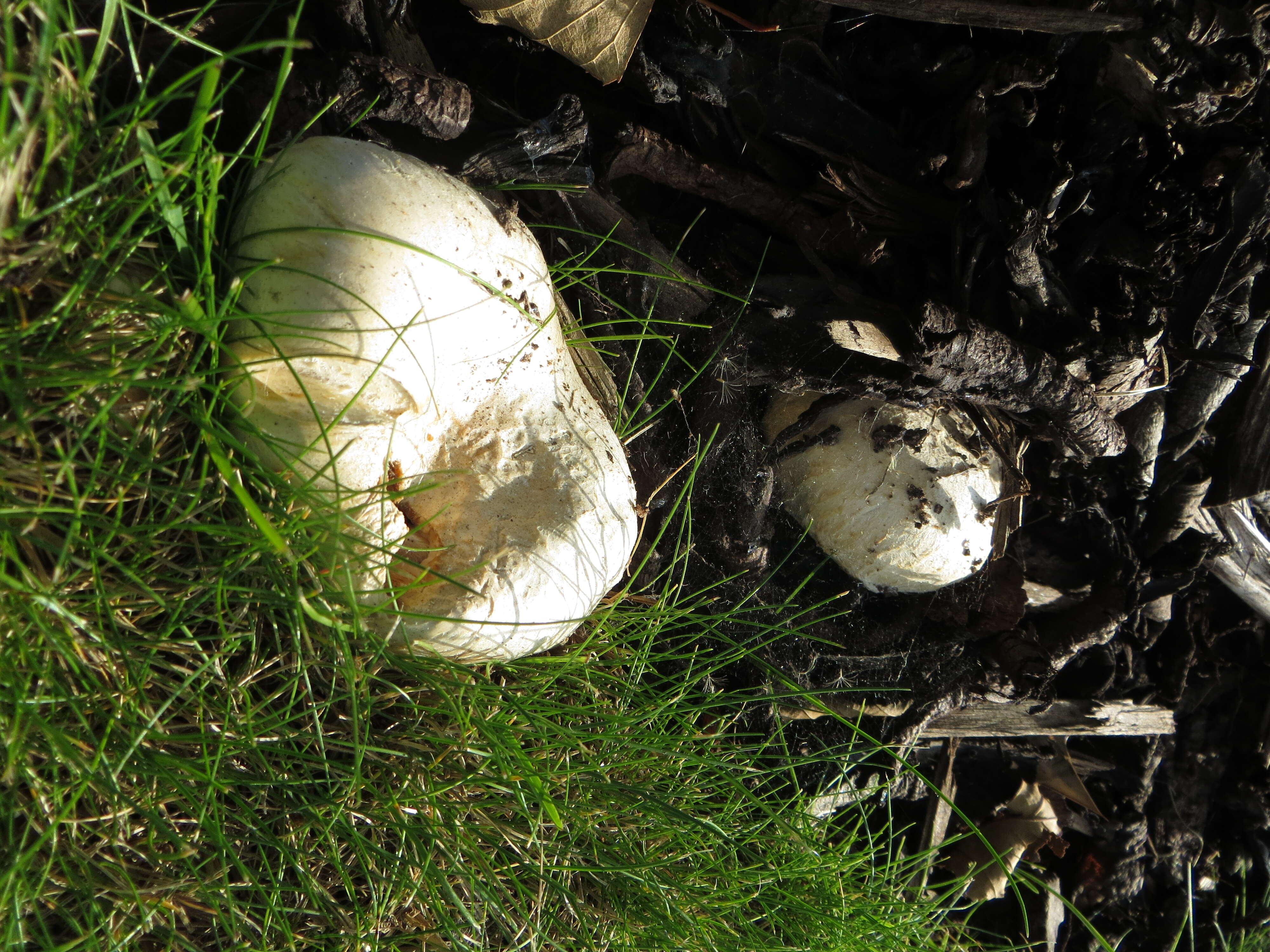 Image of Downy milkcap