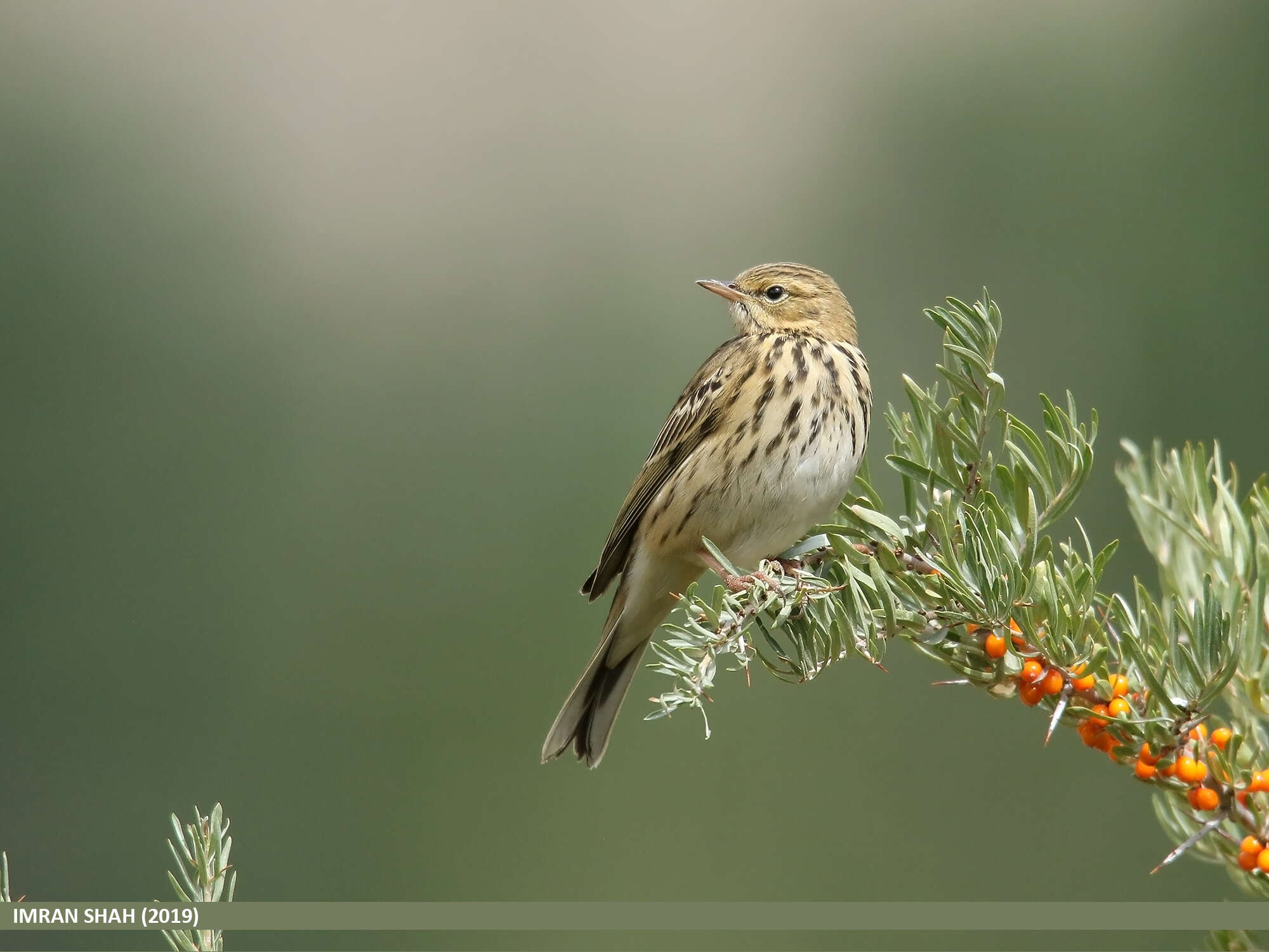 Image of Tree Pipit