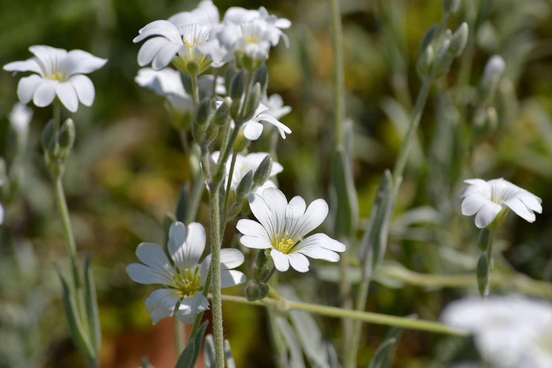 Imagem de Cerastium biebersteinii DC.