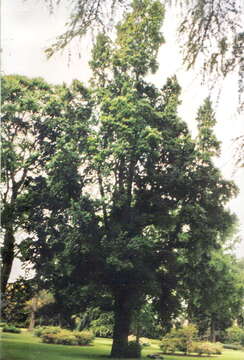 Image of Small-leaved Elm