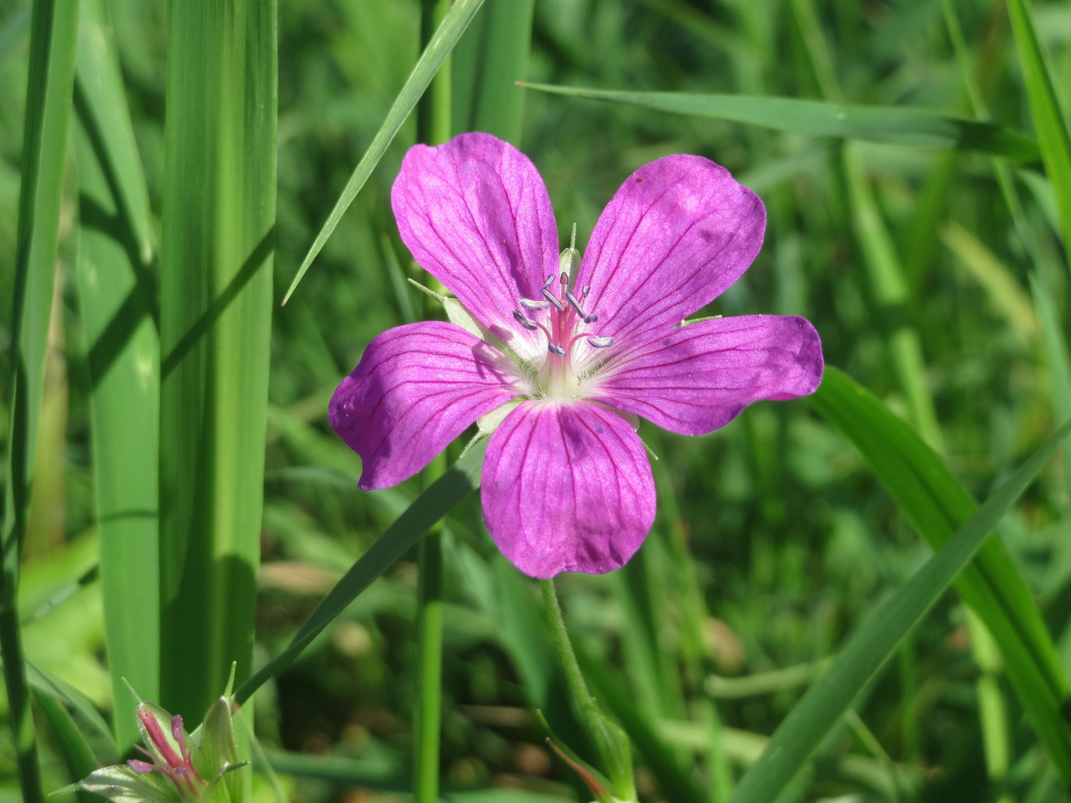 Image of marsh cranesbill