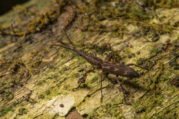 Image of Giraffe weevil