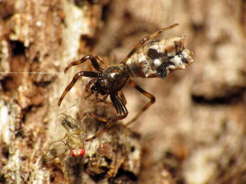 Image of Spined Micrathena