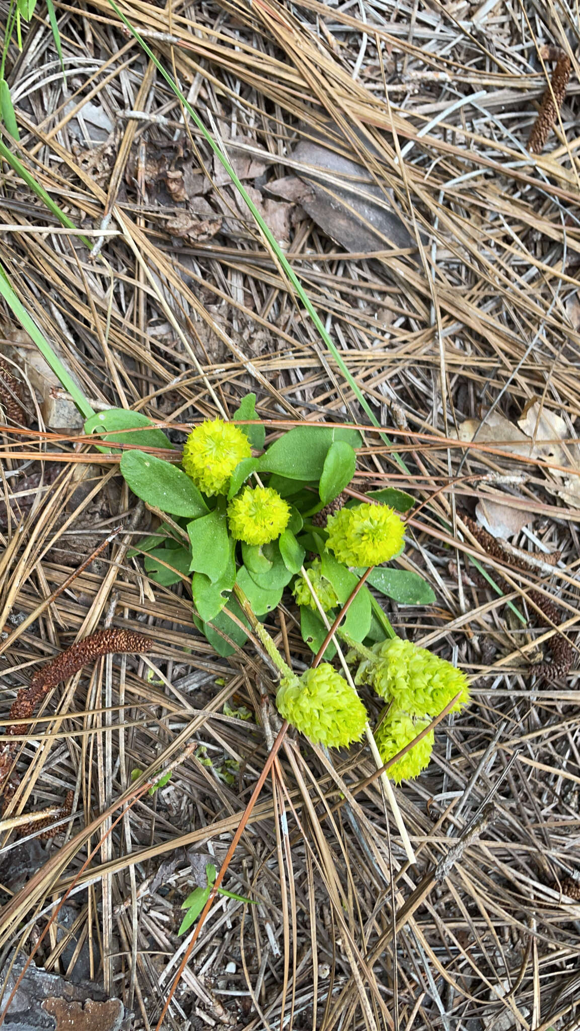 Image of candyroot