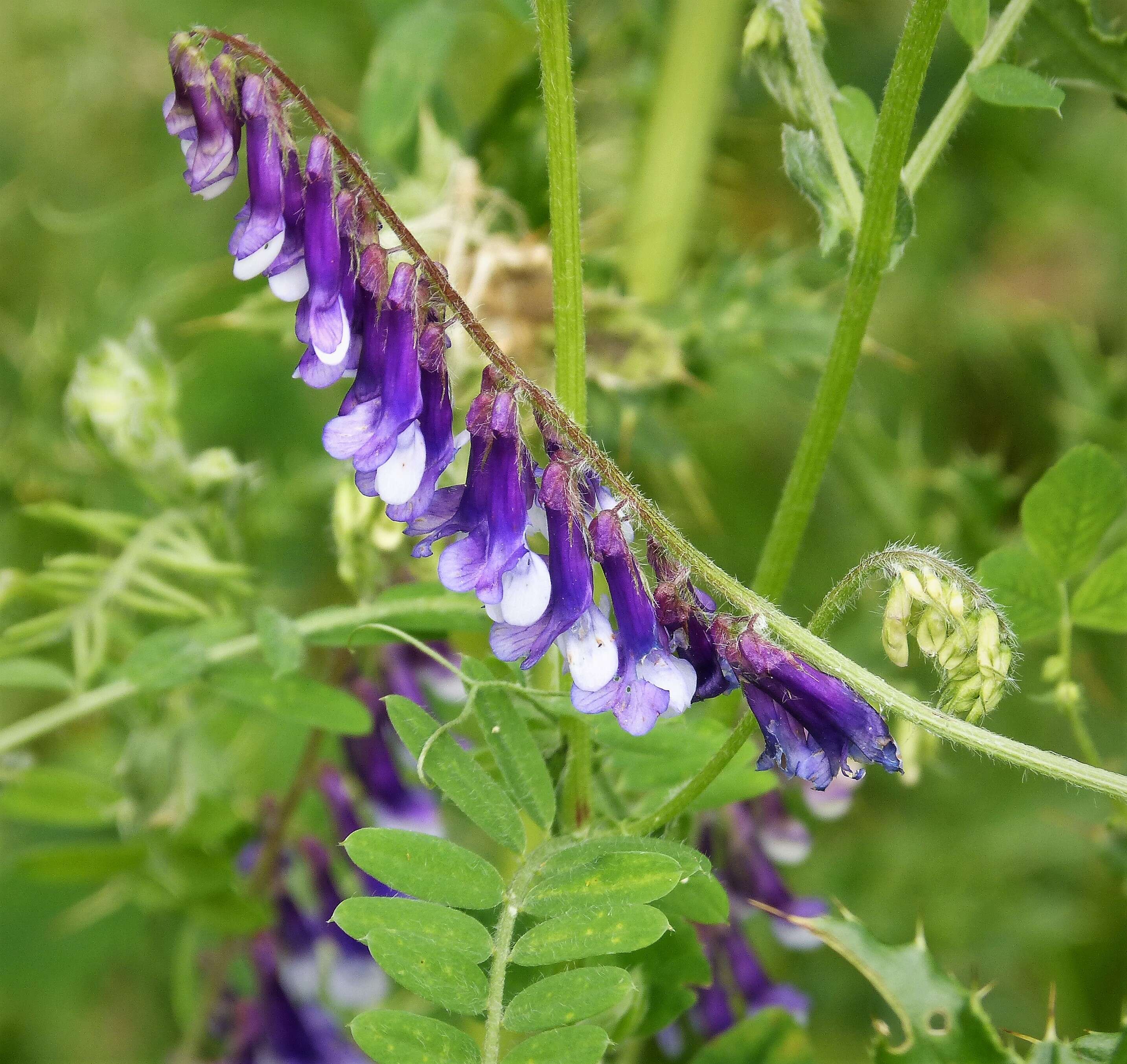 Image of bird vetch