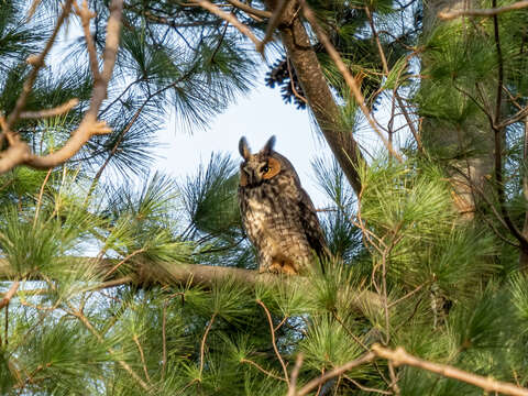 Image of Long-eared Owl