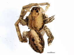 Plancia ëd Dolomedes striatus Giebel 1869