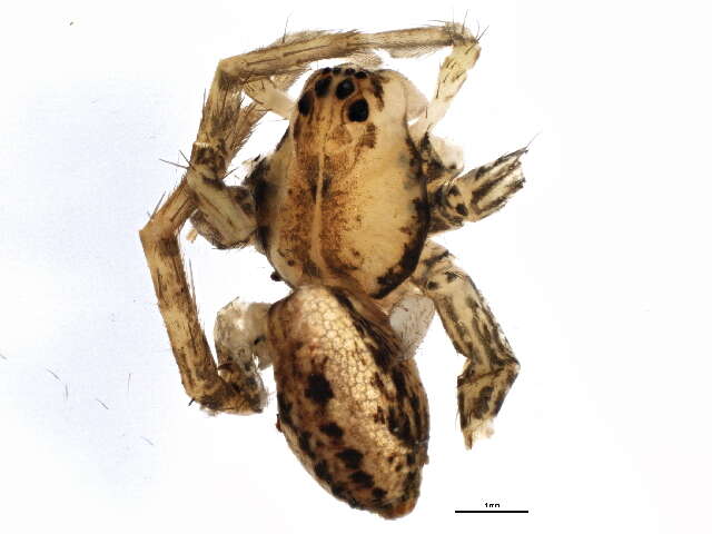 Plancia ëd Dolomedes striatus Giebel 1869