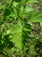 Image de Crataegus maximowiczii C. K. Schneid.