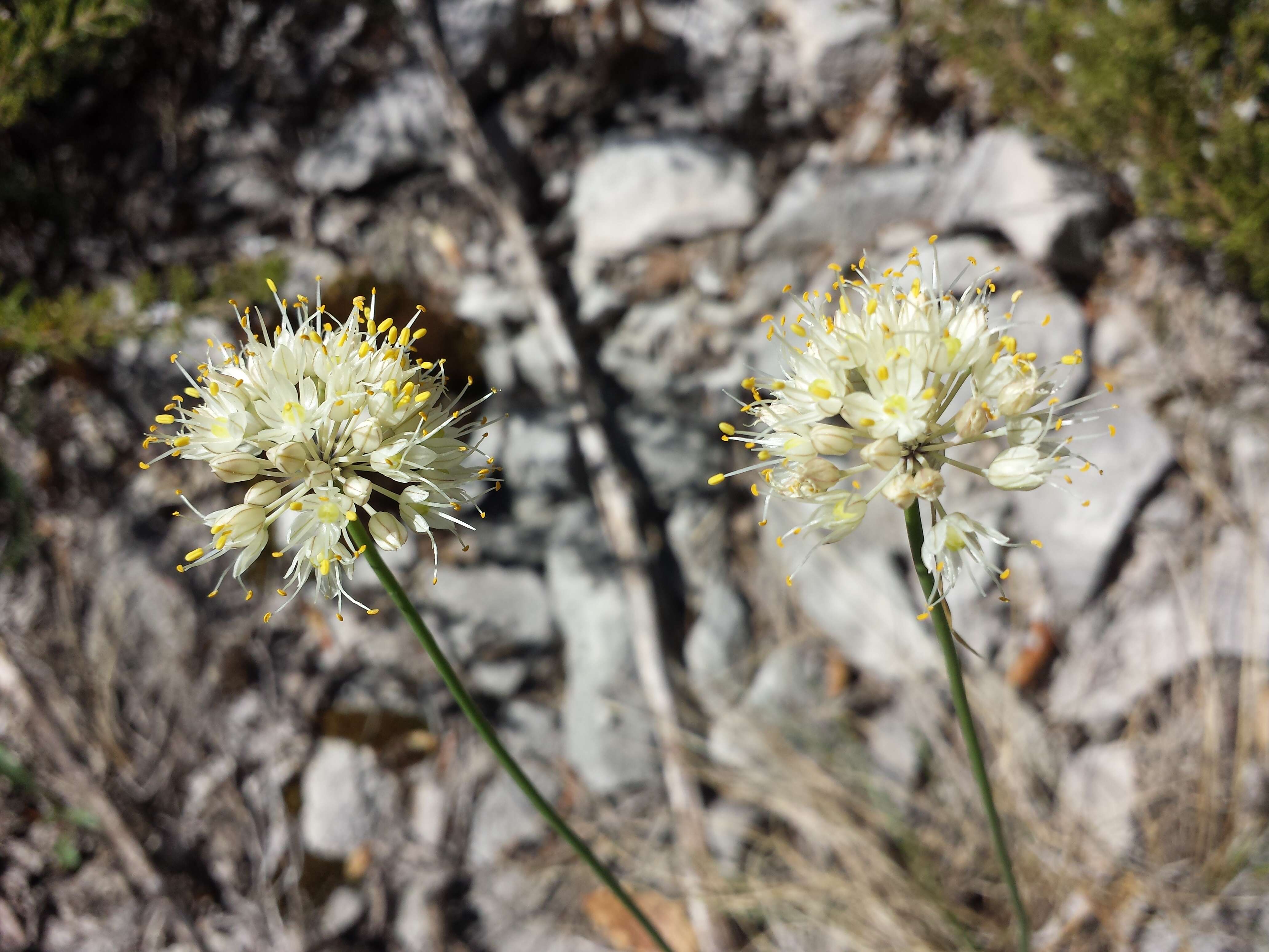 Image of Allium ericetorum Thore