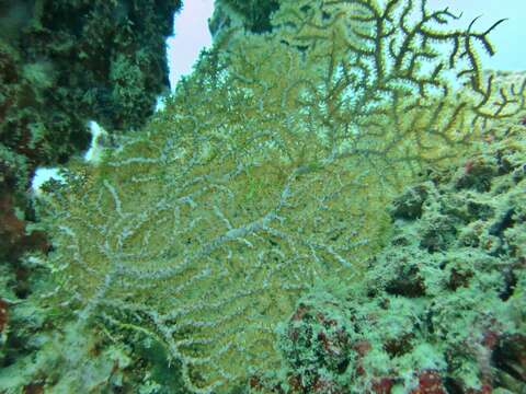 Image of Orange fan soft coral