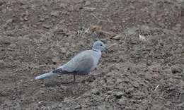 Image of Collared Dove