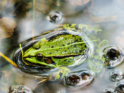 Image of Pelophylax esculentus