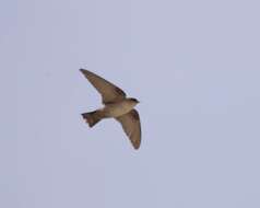 Image of Pale Crag Martin