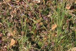 Image of Ground ivy